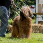 Briard Club Deutchland 2025