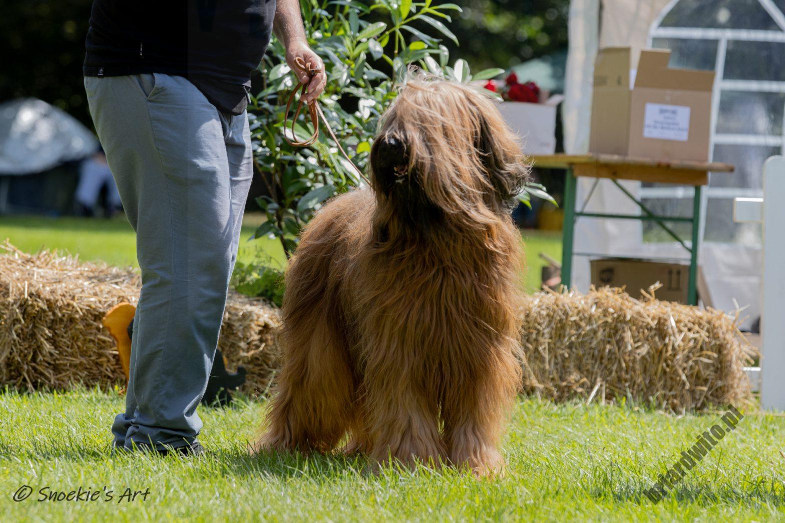 Briard Club Deutchland 2025